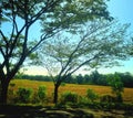 trees on the side of the road in summer against a blue sky background Royalty Free Stock Photo