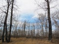 Landscape with trees on both sides and distant forest