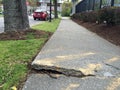 Trees and Sidewalk Conflict Royalty Free Stock Photo