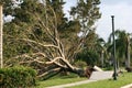 Trees and sidewalk are ripped up from Hurricane winds. Royalty Free Stock Photo