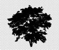 Tree silhouette on transparent background with clipping path and alph Royalty Free Stock Photo