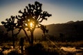 Trees in silhouette during orange sunset, at Joshua Tree National Park, California, USA Royalty Free Stock Photo