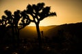 Trees in silhouette during orange sunset, at Joshua Tree National Park, California, USA Royalty Free Stock Photo