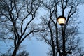 Trees silhouette and street light at dark winter evening in city park. Royalty Free Stock Photo