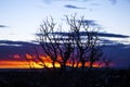 Trees silhouetted against a southwest sunset