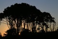 Trees Silhouetted Against Sunset