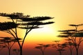 Trees silhouetted at sunset