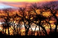 Trees silhouetted at sunset Royalty Free Stock Photo