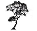 Trees silhouettes Royalty Free Stock Photo