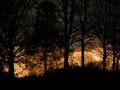 Trees silhouettes