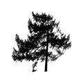 Trees silhouettes. Forest and park pines firs and spruces, coniferous and deciduous trees.