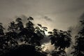 Trees silhouettes sunset