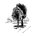 Trees sketch, landscape sketch, two trees in the park, hand-drawn fragment of cityscape, vector illustration isolated on Royalty Free Stock Photo