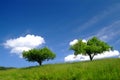 Trees and sky Royalty Free Stock Photo