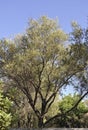 Trees in the sky the Historic Phillopappou Park from Athens in Greece Royalty Free Stock Photo