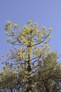 Trees in the sky the Historic Phillopappou Park from Athens in Greece Royalty Free Stock Photo