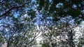 Trees and sky, mother nature`s art Royalty Free Stock Photo