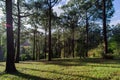 Trees and sky at Mount Lofty Botanic Gardens