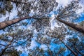 Trees, sky, nature, Branches, clouds, blue, forest Royalty Free Stock Photo