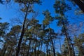 Trees and sky in Piney Woods, east Texas Royalty Free Stock Photo