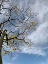 the trees and the sky seemed to merge Royalty Free Stock Photo