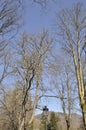 Trees in the sky from Sinaia resort in Romania