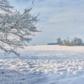Trees, sky and snow in winter with landscape of nature, environment and cold weather outdoor. Icy ground, natural Royalty Free Stock Photo