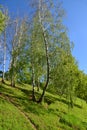 Trees on the slope in Eco Shore Park in Khimki, Russia