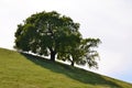 Trees on slope