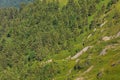 Trees on the slope of Mt Rigi in Switzerland in summer Royalty Free Stock Photo
