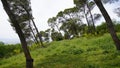 Trees on the slopes of Carmel mountain near a Deir Al-Mukhraqa Carmelite Monastery Royalty Free Stock Photo