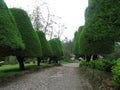 Trees beside the small road at Bukit Jamur Rancabolang Ciwidey West Java Indonesia Royalty Free Stock Photo