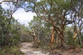 Trees on sand track