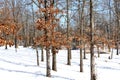 Trees in snow Royalty Free Stock Photo