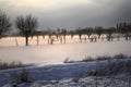 Trees in the snow