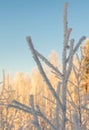 trees in the snow against the sky, South Ural