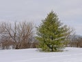 Trees in the snow along Sjam winter trail, Canada, Ottawa