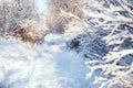 Trees in the snow along a snowy road in the afternoon in outdoors.