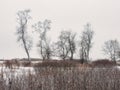 Trees in the Snow: Bare, snow covered trees, in a cluster on the prairie after a recent snowfall on a cold winter day with an Royalty Free Stock Photo