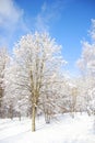 Trees in the snow in beautiful winter forest Royalty Free Stock Photo
