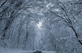 Trees in the snow, beautiful winter landscape ,Ukraine, Kiev Royalty Free Stock Photo