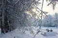 Trees with snow caps. Winter patterns. Frozen air. Blue sky under trees. Branches with snow. hoarfrost on trees. Railway station.