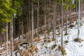 Trees in a snow-covered forest Royalty Free Stock Photo