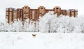 Trees in snow and dog near house on winter day Royalty Free Stock Photo