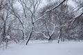 Trees in the snow. Royalty Free Stock Photo