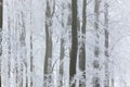 Trees with snow and frost, nr Wotton, Glos, UK Royalty Free Stock Photo