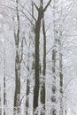 Trees with snow and frost, nr Wotton, Glos, UK