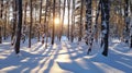 Trees in snow landscape background. Beautiful winter forest. Hello Winter concept Royalty Free Stock Photo