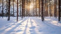 Trees in snow landscape background. Beautiful winter forest. Hello Winter concept Royalty Free Stock Photo