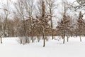 Trees in the snow Royalty Free Stock Photo